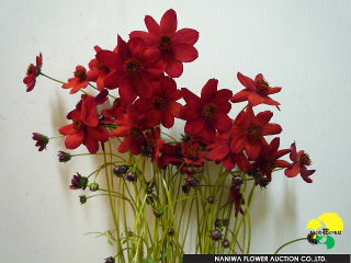 Cosmos Noel Red.jpg